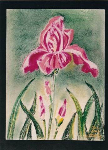 Iris